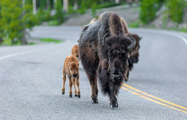 America’s Wild Heart: A Glimpse into Its Unique Wildlife